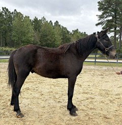 Horse For Sale Livestock  , 0 HP Horse For Sale Livestock  , 0 HP