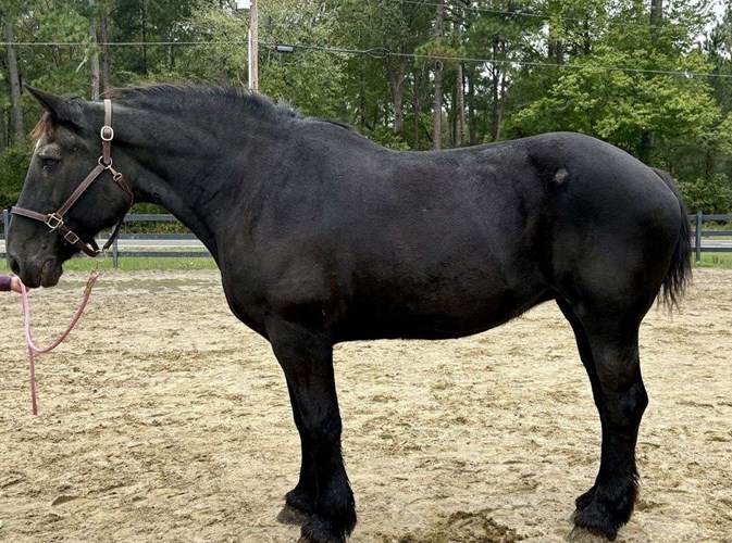 Black Percheron Mare Black Percheron Mare