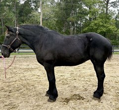 Horse For Sale Livestock  , 0 HP Horse For Sale Livestock  , 0 HP