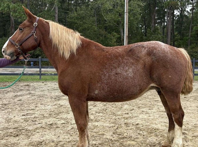 Red Roan Belgian Mare Red Roan Belgian Mare