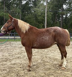 Horse For Sale Livestock  , 0 HP Horse For Sale Livestock  , 0 HP