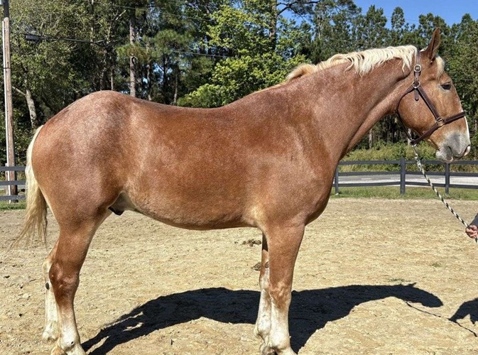 Sorrel Belgian Gelding Sorrel Belgian Gelding