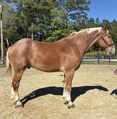 Horse For Sale Livestock  , 0 HP Horse For Sale Livestock  , 0 HP
