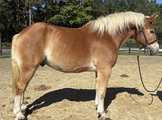 Sorrel Belgian Gelding Sorrel Belgian Gelding