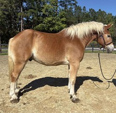 Horse For Sale Livestock  , 0 HP Horse For Sale Livestock  , 0 HP