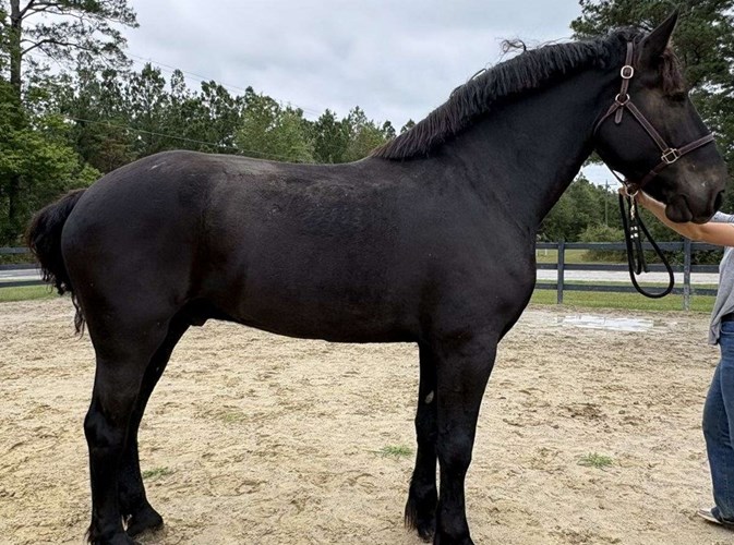 Black Percheron Gelding Black Percheron Gelding