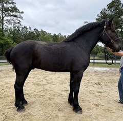 Horse For Sale Livestock  , 0 HP Horse For Sale Livestock  , 0 HP