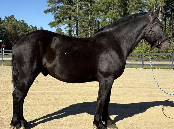 Black Percheron Gelding Black Percheron Gelding