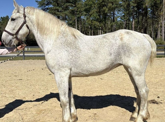 Grey Percheron Mare Grey Percheron Mare
