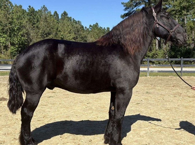 Black Percheron Gelding Black Percheron Gelding