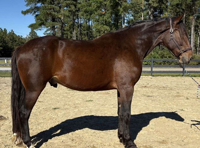 Bay Draft Gelding Bay Draft Gelding