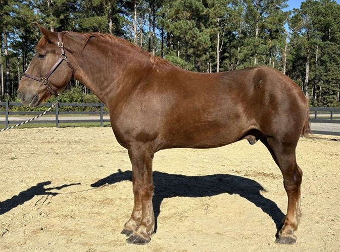 Sorrel Belgian Gelding Sorrel Belgian Gelding