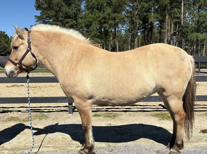 Buckskin Fjord Mare Buckskin Fjord Mare