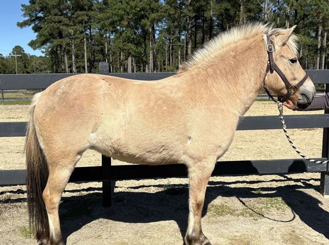Buckskin Fjord Mare Buckskin Fjord Mare