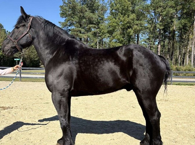Black Percheron Gelding Black Percheron Gelding