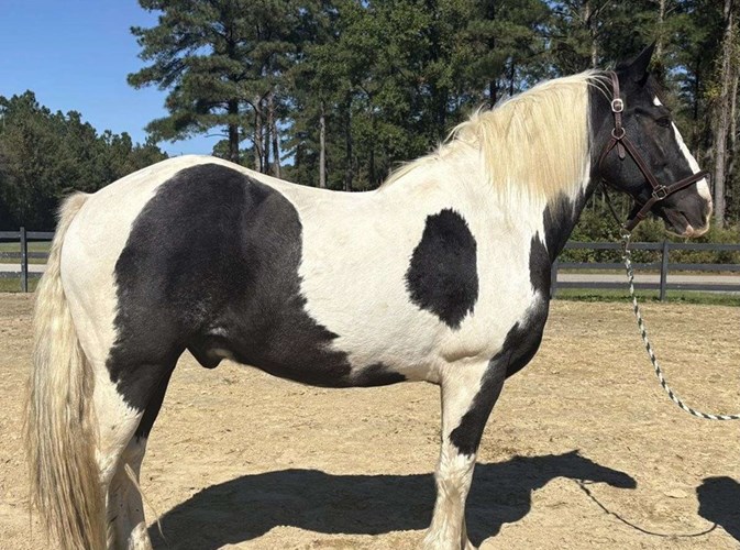 Piebald Draft Gelding Piebald Draft Gelding