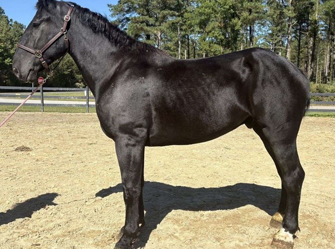 Black Percheron Gelding Black Percheron Gelding