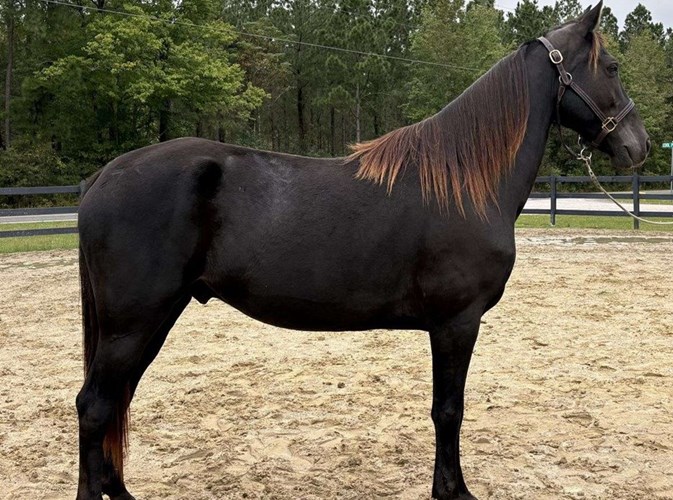 Black Tennessee Walking Gelding Black Tennessee Walking Gelding