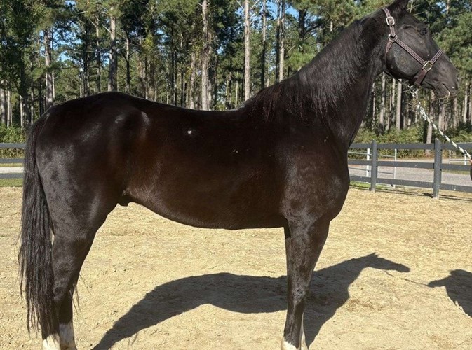 Black Dutch Warmblood Gelding Black Dutch Warmblood Gelding