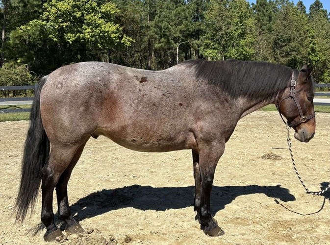 Bay Roan Draft Gelding Bay Roan Draft Gelding