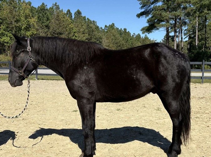 Black Draft Gelding Black Draft Gelding