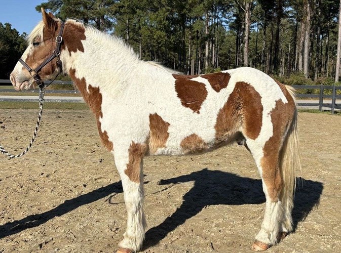 Pinto Draft Gelding Pinto Draft Gelding