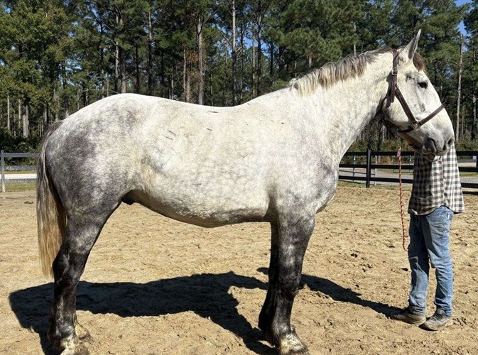 Grey Percheron Gelding Grey Percheron Gelding
