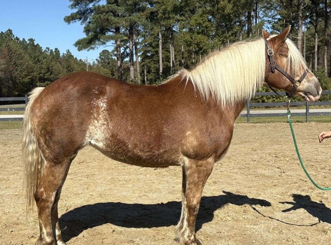 Sorrel Haflinger Mare Sorrel Haflinger Mare