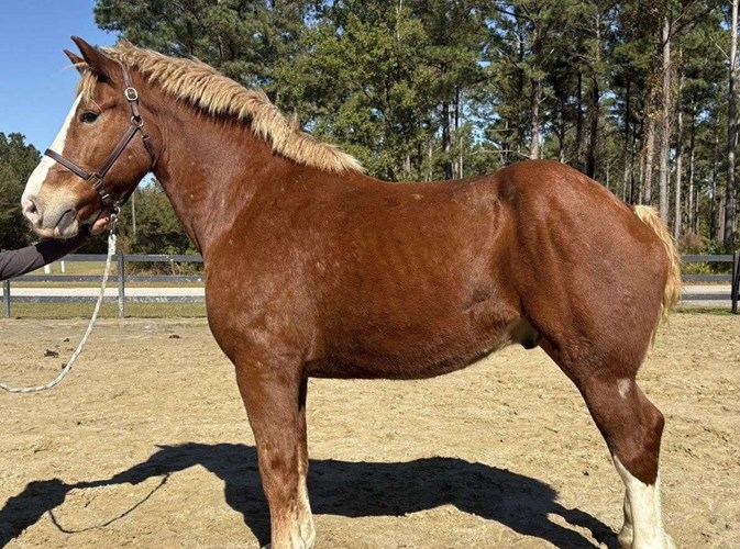 Sorrel Belgian Gelding Sorrel Belgian Gelding