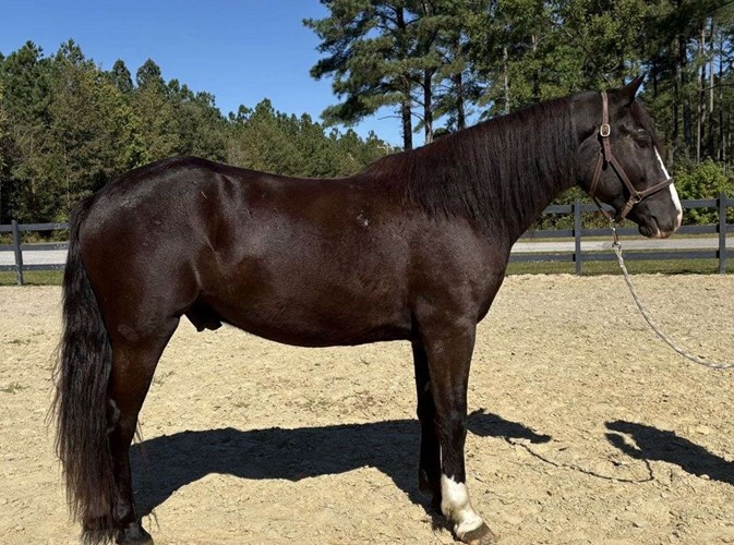 Bay Draft Gelding Bay Draft Gelding