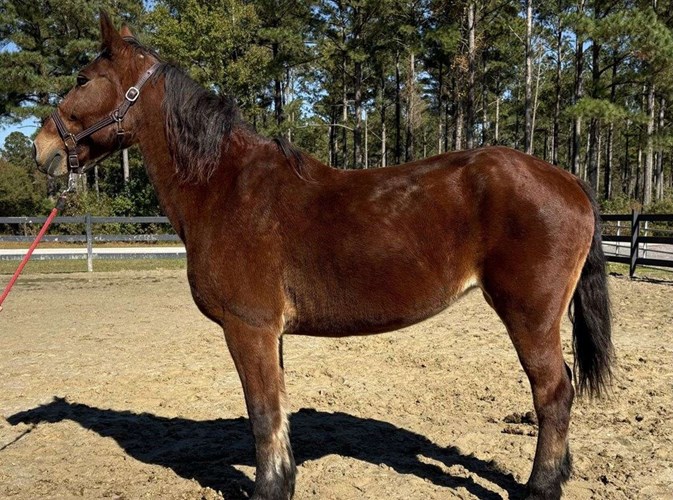 Bay Draft Mare Bay Draft Mare