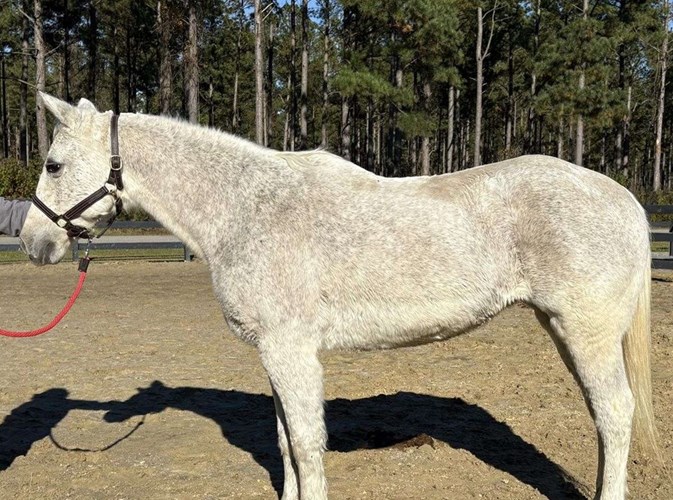 Grey Quarter Horse Mare Grey Quarter Horse Mare