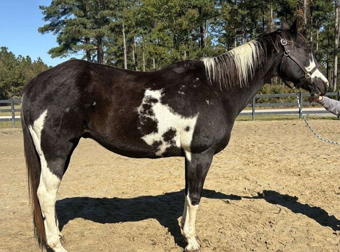 Pinto Paint Gelding Pinto Paint Gelding