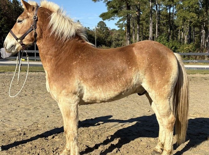 Sorrel Haflinger Gelding Sorrel Haflinger Gelding