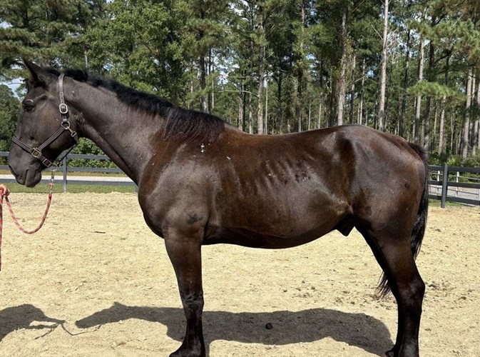 Black Draft Gelding Black Draft Gelding