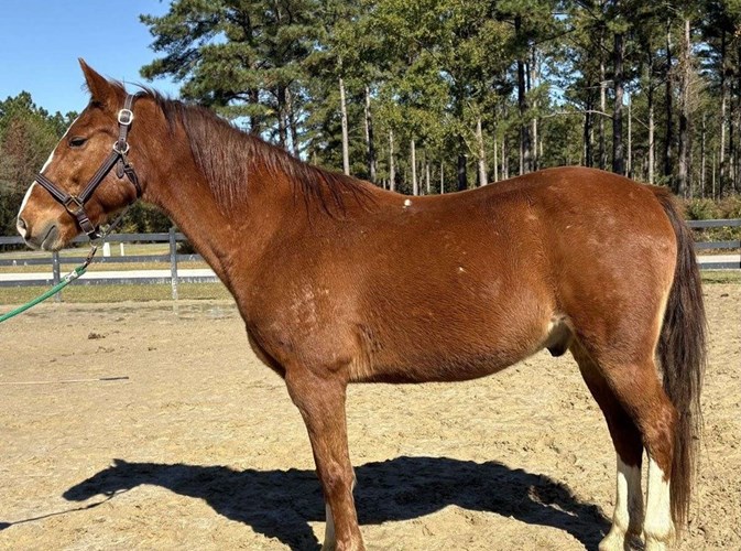 Sorrel Draft Gelding Sorrel Draft Gelding