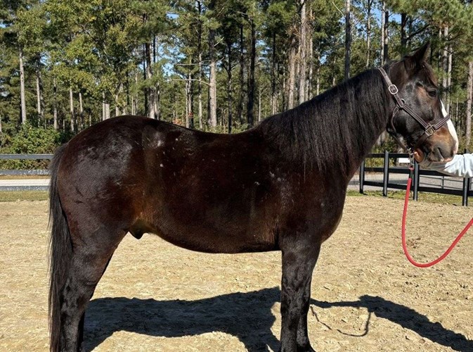 Black Draft Gelding Black Draft Gelding