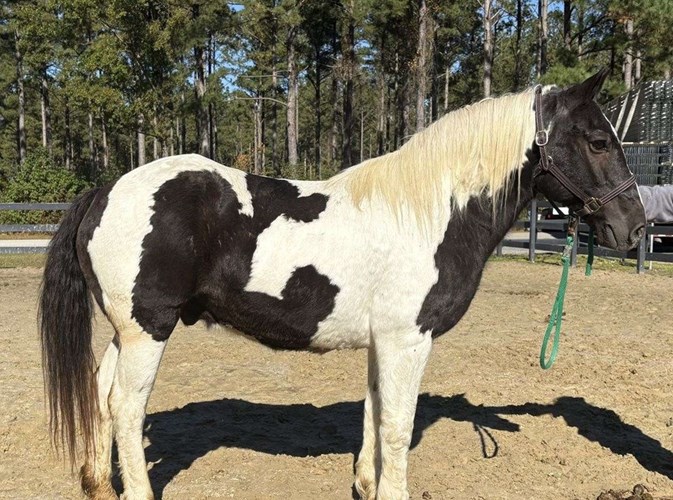 Pinto Draft Gelding Pinto Draft Gelding