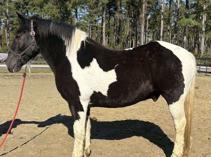 Pinto Draft Gelding Pinto Draft Gelding