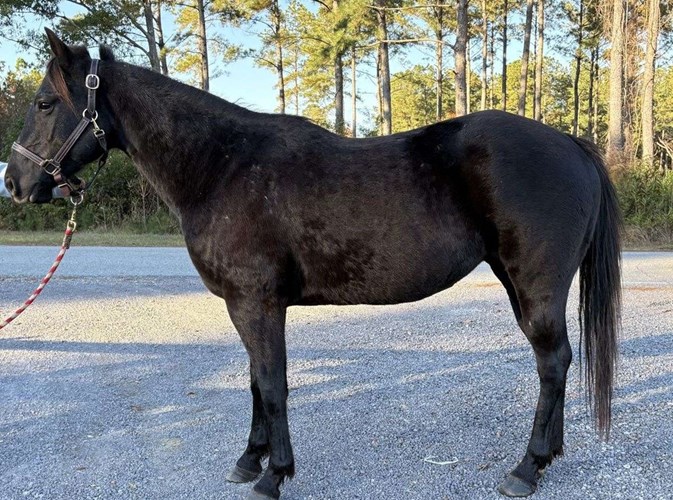 Black Quarter Horse Mare Black Quarter Horse Mare