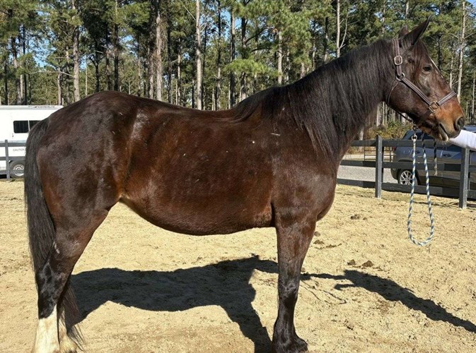 Bay Draft Mare Bay Draft Mare
