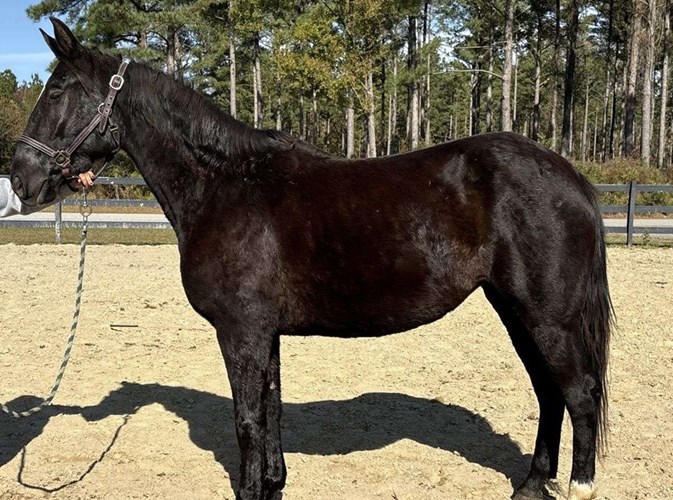 Black Quarter Horse Mare Black Quarter Horse Mare