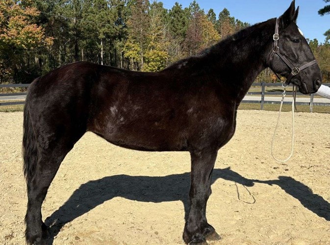 Black Draft Mare Black Draft Mare