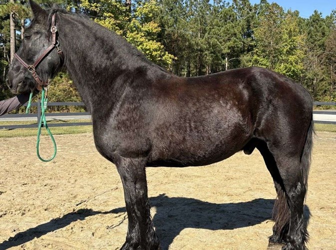 Black Percheron Gelding Black Percheron Gelding