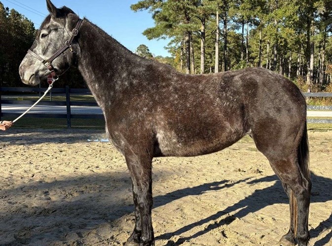 Grey Draft Mare Grey Draft Mare