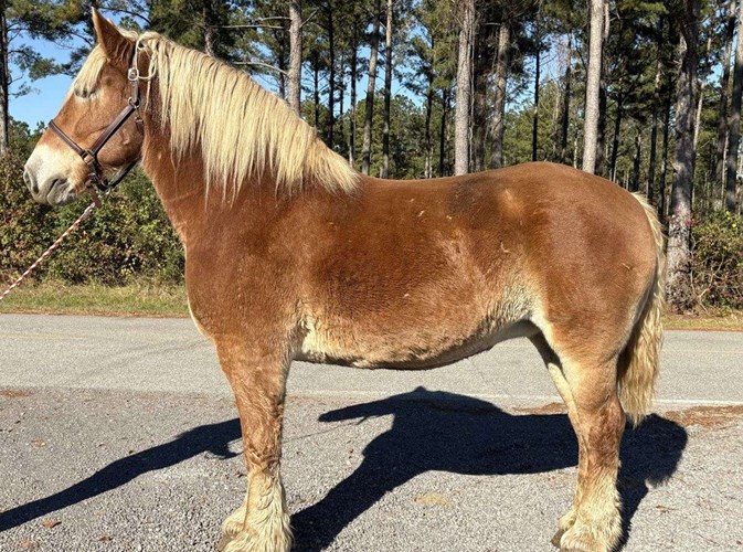 Sorrel Belgian Mare Sorrel Belgian Mare