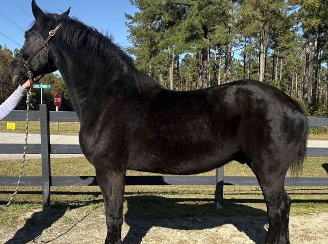 Black Percheron Gelding Black Percheron Gelding