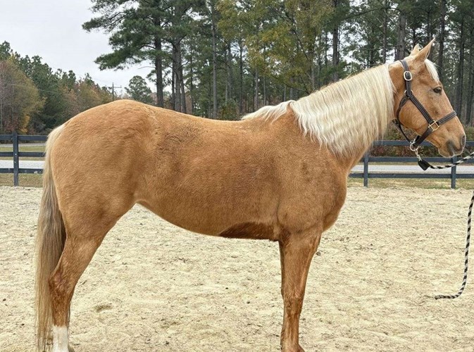 Palomino Tennessee Walking Mare Palomino Tennessee Walking Mare