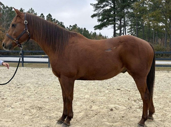 Sorrel Quarter Horse Gelding Sorrel Quarter Horse Gelding