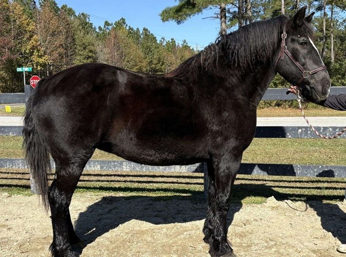 Black Percheron Mare Black Percheron Mare